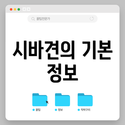 시바견의 기본 정보